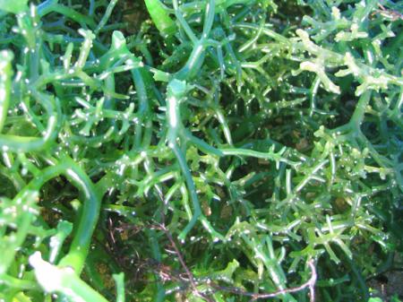 LES PAYSANS DE LA MER 2