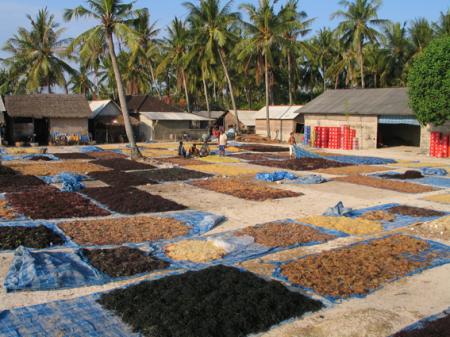 LES PAYSANS DE LA MER 11