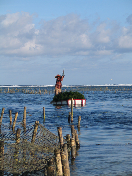 LES PAYSANS DE LA MER 8