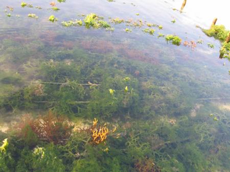 LES PAYSANS DE LA MER 5