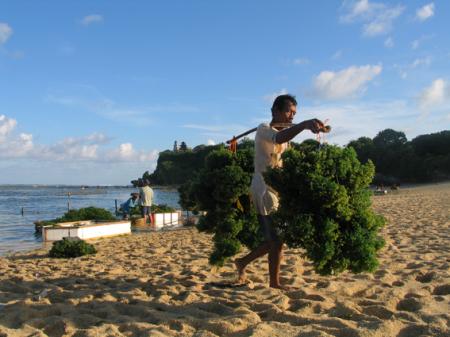 LES PAYSANS DE LA MER 10