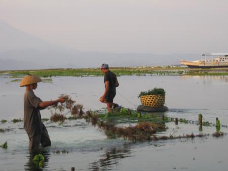LES PAYSANS DE LA MER  4