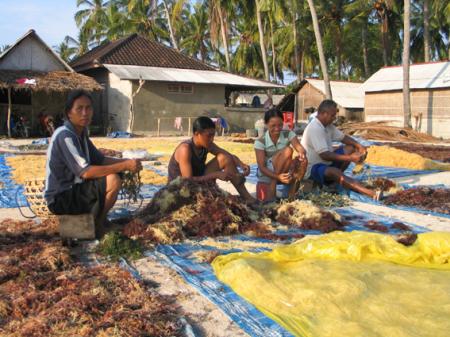 LES PAYSANS DE LA MER 12