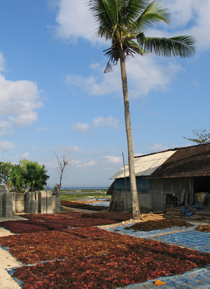 LES PAYSANS DE LA MER 13